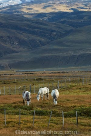 agricultural;agriculture;Argentina;Argentine-Patagonia;Argentine-Republic;country;countryside;El-Chalten;equestrian;farm;farming;farmland;farms;field;fields;horse;horses;Latin-America;meadow;meadows;paddock;paddocks;pasture;pastures;Patagonia;Patagonian;Patagonian-steppe;plain;plains;rural;Santa-Cruz-Province;South-America;South-Argentina;Southern-Argentina;Sth-America;wild-horse;wild-horses
