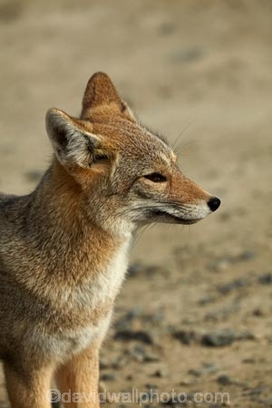 Argentina;Argentine-Patagonia;Argentine-Republic;Argentinian-gray-fox;Argentinian-gray-foxes;chilla;chillas;gray-zorro;gray-zorros;Latin-America;Lycalopex;Lycalopex-griseus;National-Route-40;Patagonia;Patagonian;Patagonian-fox;Patagonian-foxes;Route-40;Route-Forty;Ruta-40;Ruta-Nacional-40;Santa-Cruz-Province;South-America;South-American-gray-fox;South-American-gray-foxes;South-Argentina;Southern-Argentina;Sth-America