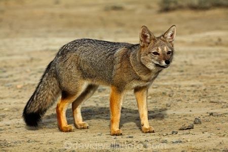 Argentina;Argentine-Patagonia;Argentine-Republic;Argentinian-gray-fox;Argentinian-gray-foxes;chilla;chillas;gray-zorro;gray-zorros;Latin-America;Lycalopex;Lycalopex-griseus;National-Route-40;Patagonia;Patagonian;Patagonian-fox;Patagonian-foxes;Route-40;Route-Forty;Ruta-40;Ruta-Nacional-40;Santa-Cruz-Province;South-America;South-American-gray-fox;South-American-gray-foxes;South-Argentina;Southern-Argentina;Sth-America
