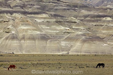 Argentina;Argentine-Patagonia;Argentine-Republic;barren;dry;El-Calafate;El-Chalten;El-Chalten-_-El-Calafate-Road;equestrian;Eroded-hills;erosion;horse;horses;Latin-America;National-Route-40;Patagonia;Patagonian;Patagonian-steppe;Route-40;Route-Forty;Ruta-40;Ruta-Nacional-40;Santa-Cruz-Province;South-America;South-Argentina;Southern-Argentina;Sth-America;wild-horse;wild-horses;geology;unusual-formation
