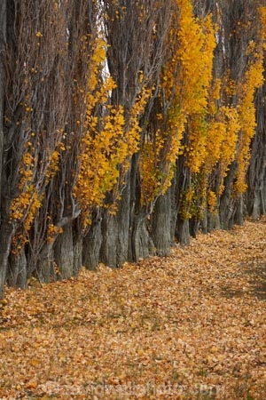 Argentina;Argentine-Patagonia;Argentine-Republic;autuminal;autumn;autumn-colour;autumn-colours;autumnal;color;colors;colour;colours;deciduous;fall;farmyard;farmyards;gold;golden;Latin-America;leaf;leaves;National-Route-40;Patagonia;Patagonian;poplar;poplar-tree;poplar-trees;poplars;Route-40;Route-Forty;Ruta-40;Ruta-Nacional-40;Santa-Cruz-Province;season;seasonal;seasons;South-America;South-Argentina;Southern-Argentina;Sth-America;stockyard;stockyards;travel;tree;trees;yellow