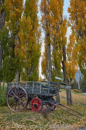 Argentina;Argentine-Patagonia;Argentine-Republic;autuminal;autumn;autumn-colour;autumn-colours;autumnal;cart;carts;color;colors;colour;colours;deciduous;El-Calafate;fall;gold;golden;Latin-America;leaf;leaves;Patagonia;Patagonian;poplar;poplar-tree;poplar-trees;poplars;Santa-Cruz-Province;season;seasonal;seasons;South-America;South-Argentina;Southern-Argentina;Sth-America;tree;trees;wagon;wagons;wooden-wagon;wooden-wagons;yellow