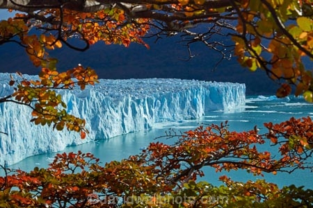 Argentina;Argentine-Patagonia;Argentine-Republic;Argentino-Lake;autuminal;autumn;autumn-colour;autumn-colours;autumnal;beech;beech-tree;beech-trees;beeches;blue-ice;Canal-de-los-Tempanos;cold;color;colors;colour;colours;deciduous;fall;Glaciar-Perito-Moreno;glacier;glacier-face;Glacier-National-Park;glacier-terminal-face;glacier-terminus;glaciers;gold;golden;ice;Iceberg-Channel;icefield;icefields;icy;Lago-Argentino;Latin-America;leaf;leaves;lenga;lenga-beech;lengas;Los-Glaciares;Los-Glaciares-N.P.;Los-Glaciares-National-Park;Los-Glaciares-NP;Magellanes-Peninsula;national-park;national-parks;Northofagus;Northofagus-pumilio;NP;orange;park;parks;Parque-Nacional-Los-Glaciares;Patagonia;Patagonian;Peninsula-Magellanes;Perito-Moreno;Perito-Moreno-Glacier;Santa-Cruz-Province;season;seasonal;seasons;South-America;South-Argentina;Southern-Argentina;southern-beech;southern-beeches;Sth-America;terminal-face;terminus;travel;tree;trees;UN-world-heritage-area;UN-world-heritage-site;UNESCO-World-Heritage-area;UNESCO-World-Heritage-Site;united-nations-world-heritage-area;united-nations-world-heritage-site;world-heritage;world-heritage-area;world-heritage-areas;World-Heritage-Park;World-Heritage-site;World-Heritage-Sites;yellow