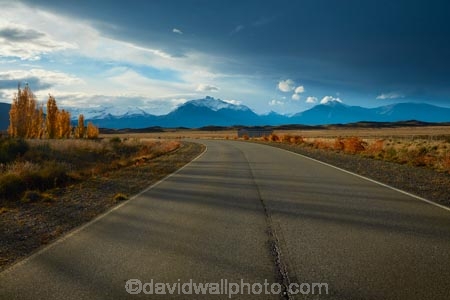 Argentina;Argentine-Patagonia;Argentine-Republic;autuminal;autumn;autumn-colour;autumn-colours;autumnal;color;colors;colour;colours;deciduous;driving;El-Calafate;fall;gold;golden;highway;highways;Latin-America;leaf;leaves;open-road;open-roads;Patagonia;Patagonian;Patagonian-steppe;road;road-trip;roads;Santa-Cruz-Province;season;seasonal;seasons;South-America;South-Argentina;Southern-Argentina;Sth-America;transport;transportation;travel;traveling;travelling;tree;trees;trip;yellow