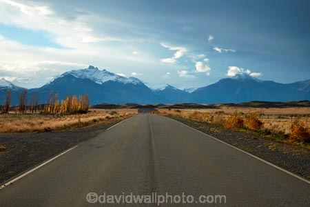 Argentina;Argentine-Patagonia;Argentine-Republic;autuminal;autumn;autumn-colour;autumn-colours;autumnal;color;colors;colour;colours;deciduous;driving;El-Calafate;fall;gold;golden;highway;highways;Latin-America;leaf;leaves;open-road;open-roads;Patagonia;Patagonian;Patagonian-steppe;road;road-trip;roads;Santa-Cruz-Province;season;seasonal;seasons;South-America;South-Argentina;Southern-Argentina;Sth-America;transport;transportation;travel;traveling;travelling;tree;trees;trip;yellow