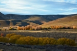 Argentina;Argentine-Patagonia;Argentine-Republic;autumn;El-Calafate;fall;Latin-America;National-Route-40;Patagonia;Patagonian;poplar;poplar-trees;Route-40;Route-Forty;Ruta-40;Ruta-Nacional-40;Santa-Cruz-Province;South-America;South-Argentina;Southern-Argentina;Sth-America;travel;willow;willow-trees