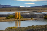 Argentina;Argentine-Patagonia;Argentine-Republic;autuminal;autumn;autumn-colour;autumn-colours;autumnal;color;colors;colour;colours;deciduous;fall;gold;golden;La-Leona-River;Latin-America;leaf;leaves;National-Route-40;Patagonia;Patagonian;poplar;poplar-tree;poplar-trees;poplars;Rio-La-Leona;Route-40;Route-Forty;Ruta-40;Ruta-Nacional-40;Santa-Cruz-Province;season;seasonal;seasons;South-America;South-Argentina;Southern-Argentina;Sth-America;travel;tree;trees;yellow