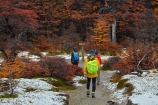 Argentina;Argentine-Patagonia;Argentine-Republic;autuminal;autumn;autumn-colour;autumn-colours;autumnal;beech;beech-tree;beech-trees;beeches;color;colors;colour;colours;deciduous;El-Chalten;fall;Glacier-National-Park;gold;golden;hiker;hikers;hiking;hiking-path;hiking-paths;hiking-trail;hiking-trails;Latin-America;leaf;leaves;lenga;lenga-beech;lengas;Los-Glaciares;Los-Glaciares-N.P.;Los-Glaciares-National-Park;Los-Glaciares-NP;M.R.;model-release;model-released;MR;national-park;national-parks;Northofagus;Northofagus-pumilio;NP;park;parks;Parque-Nacional-Los-Glaciares;Patagonia;Patagonian;path;paths;pathway;pathways;people;person;route;routes;Santa-Cruz-Province;season;seasonal;seasons;snow;South-America;South-Argentina;Southern-Argentina;southern-beech;southern-beeches;Sth-America;track;tracks;trail;trails;tramper;trampers;tramping;tramping-trail;tramping-trails;tree;trees;trekker;trekkers;trekking;UN-world-heritage-area;UN-world-heritage-site;UNESCO-World-Heritage-area;UNESCO-World-Heritage-Site;united-nations-world-heritage-area;united-nations-world-heritage-site;walker;walkers;walking;walking-path;walking-paths;walking-trail;walking-trails;walkway;walkways;world-heritage;world-heritage-area;world-heritage-areas;World-Heritage-Park;World-Heritage-site;World-Heritage-Sites;yellow