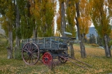 Argentina;Argentine-Patagonia;Argentine-Republic;autuminal;autumn;autumn-colour;autumn-colours;autumnal;cart;carts;color;colors;colour;colours;deciduous;El-Calafate;fall;gold;golden;Latin-America;leaf;leaves;Patagonia;Patagonian;poplar;poplar-tree;poplar-trees;poplars;Santa-Cruz-Province;season;seasonal;seasons;South-America;South-Argentina;Southern-Argentina;Sth-America;tree;trees;wagon;wagons;wooden-wagon;wooden-wagons;yellow
