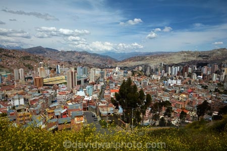 accommodation;apartment;apartments;Bolivia;capital;Capital-of-Bolivia;Chuqi-Yapu;cities;city;cityscape;cityscapes;condo;condominium;condominiums;condos;Estadio-OlÃ­mpico-Hernando-Siles;flower;flowers;Hernando-Siles-Stadium;high-density-housing;house;houses;housing;Killi-Killi-Lookout;Killi-Killi-Viewpoint;La-Paz;Latin-America;lookout;lookouts;Mirador-Killi-Killi;Nuestra-SeÃ±ora-de-La-Paz;Olympic-Stadium;Olympic-Stadium-Hernando-Siles;residence;residences;Sopocachi;Sopocachi-District;South-America;stadia;stadium;stadiums;Sth-America;The-Americas;view;viewpoint;viewpoints;views;yellow;yellow-flower;yellow-flowers