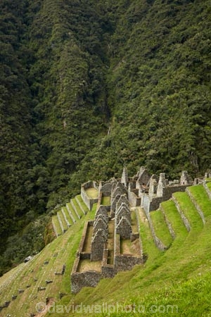 agricultural-terraces;ancient;ancient-culture;archaeology;attraction;building;buildings;Camino-Inca;Camino-Inka;Classic-Inca-Trail;crop-terraces;cultivation-terraces;Cusco-Region;destination;growing-terraces;heritage;historic;historic-building;historic-buildings;historical;historical-building;historical-buildings;history;horticultural-terraces;Inca;Inca-Citadel;Inca-City;Inca-Path;Inca-Ruins;Inca-Trail;Inca-trek;Inka;Latin-America;lost-city;Machupicchu-District;old;Peru;Republic-of-Peru;retaining-wall;retaining-walls;ruin;ruins;Sacred-Valley;Sacred-Valley-of-the-Incas;South-America;stepped;Sth-America;terrace;terraced;terraces;tourist-attraction;tradition;traditional;Urubamba;Urubamba-Province;Winay-Wayna;Winaywayna;WiÃ±ay-Wayna