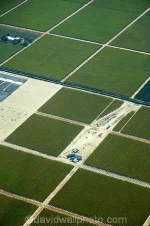aerial;aerial-image;aerial-images;aerial-photo;aerial-photograph;aerial-photographs;aerial-photography;aerial-photos;aerial-view;aerial-views;aerials;agricultural;agriculture;arid;barren;country;countryside;crop;crops;desert;deserts;dry;farm;farming;farmland;farms;field;fields;green;horticulture;Ica;Ica-Region;Latin-America;Peru;Peruvian-Desert;plantation;plantations;Republic-of-Peru;rural;South-America;Sth-America;vineyard;vineyards