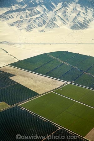 aerial;aerial-image;aerial-images;aerial-photo;aerial-photograph;aerial-photographs;aerial-photography;aerial-photos;aerial-view;aerial-views;aerials;agricultural;agriculture;arid;barren;country;countryside;crop;crops;desert;deserts;dry;farm;farming;farmland;farms;field;fields;green;horticulture;Ica;Ica-Region;Latin-America;Peru;Peruvian-Desert;plantation;plantations;Republic-of-Peru;rural;South-America;Sth-America;vineyard;vineyards