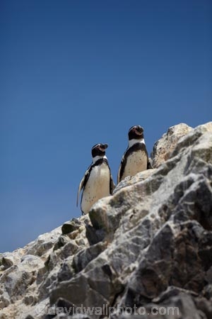 animal;animals;Ballestas;Ballestas-Is;Ballestas-Islands;Ballestas-Islands-archipelago;Ballestas-Islands-National-Reserve;Ballestas-Islands-Tour;bird;birds;Chilean-Penguin;Chilean-Penguins;Humbolt-Penguin;Humbolt-Penguins;Ica-Region;Islas-Ballestas;Latin-America;marine-bird;marine-birds;Paracas-Disctrict;patranca;patrancas;penguin;penguins;Peru;Peruvian-Penguin;Peruvian-Penguins;Pisco-Province;Republic-of-Peru;Reserva-National-Islas-Ballestas;reserves;South-America;South-American-wildlife;Spheniscus-humbolti;Sth-America;wildlife;wildlife-reserve