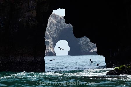 animal;animals;Ballestas;Ballestas-Is;Ballestas-Islands;Ballestas-Islands-archipelago;Ballestas-Islands-National-Reserve;Ballestas-Islands-Tour;bird;birds;cave;caves;coast;coastal;coastline;coastlines;coasts;Ica-Region;Isla-Pedra-Redonda;Islas-Ballestas;Latin-America;natural-arch;natural-arches;ocean;oceans;Pacific-Ocean;Paracas-Disctrict;Peru;Piedra-Dondra-Island;Pisco-Province;Republic-of-Peru;Reserva-National-Islas-Ballestas;reserves;rock-arch;rock-arches;rock-formation;rock-formations;sea;sea-arch;sea-arches;sea-bird;sea-birds;sea-cave;sea-caves;seas;shore;shoreline;shorelines;shores;South-America;South-American-wildlife;Sth-America;water;wildlife;wildlife-reserve