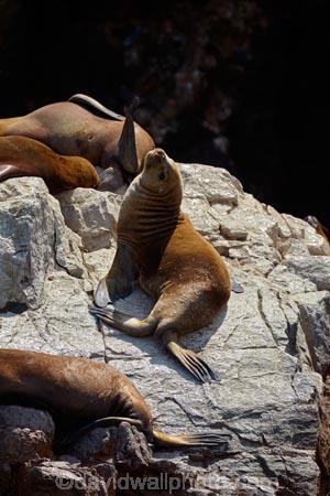animal;animals;Ballestas;Ballestas-Is;Ballestas-Islands;Ballestas-Islands-archipelago;Ballestas-Islands-National-Reserve;Ballestas-Islands-Tour;coast;coastal;coasts;fur-seal;fur-seals;Ica-Region;Isla-Pedra-Redonda;Islas-Ballestas;Latin-America;Otaria-byronia;Otaria-flavescens;Otariidae;Paracas-Disctrict;Patagonian-sea-lion;Patagonian-sea-lions;Peru;Piedra-Dondra-Island;Pisco-Province;Republic-of-Peru;Reserva-National-Islas-Ballestas;reserves;sea-lion;sea-lions;seal;seals;South-America;South-American-sea-lion;South-American-sea-lions;South-American-wildlife;southern-sea-lion;southern-sea-lions;Sth-America;wildlife;wildlife-reserve