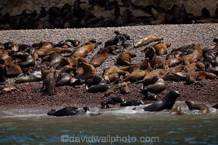 animal;animals;Ballestas;Ballestas-Is;Ballestas-Islands;Ballestas-Islands-archipelago;Ballestas-Islands-National-Reserve;Ballestas-Islands-Tour;coast;coastal;coastline;coastlines;coasts;colonies;colony;fur-seal;fur-seals;Ica-Region;Isla-Pedra-Redonda;Islas-Ballestas;Latin-America;ocean;oceans;Otaria-byronia;Otaria-flavescens;Otariidae;Pacific-Ocean;Paracas-Disctrict;Patagonian-sea-lion;Patagonian-sea-lions;Peru;Piedra-Dondra-Island;Pisco-Province;Republic-of-Peru;Reserva-National-Islas-Ballestas;reserves;sea;sea-lion;sea-lion-colony;sea-lions;seal;seals;seas;shore;shoreline;shorelines;shores;South-America;South-American-sea-lion;South-American-sea-lions;South-American-wildlife;southern-sea-lion;southern-sea-lions;Sth-America;water;wildlife;wildlife-reserve
