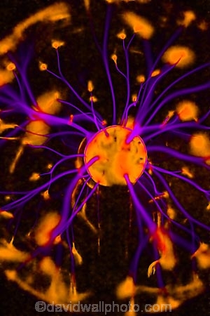 abstract;amber;artistic;attract;attraction;aura;Ball;Balls;black;brain-stroming;brain_storming;brainstorm;brainstorming;charge;charges;Color;colour;communication;communications;Concept;Concepts;conceptual;conductivity;contemporary;creative;creativeness;creativity;dark;dazzle;discharge;electric;electrical;Electricity;electronic;energy_field;energyfield;Experiment;experimental;experimentation;experimenting;Experiments;Fantasy;fascinating;flame;flames;flash;flashes;flashing;flicker;flux;fragmented;futuristic;Gas;gasses;generate;generates;generation;generator;glass-bal;gleam;glimmer;glint;Globe;Globes;glow;glowing;graphic;heat;hi-tech;high-voltage;hightech;hitech;idea;ideas;iintriguing;illumination;imagination;indigo;industry;inspiration;inspire;invent;Light;lightning;lightning-bolts;lilac;luminescence;mauve;modern;mysterious;mystery;Object;Objects;One;orange;Physics;plasma;plasma-ball;Power;pulse;purple;radiance;radiant;radiation;Ray;Rays;sci-fi;Science;sciences;scientific;shock;shocked;shocking;space;spark;sparkle;Sphere;Spheres;spiritual;spirituality;static;static-electricity;tech;techno;technological;technologies;technology;Thing;Things;think;thought;twinkle;unsafe-voltage;violet;volt;voltage;volts;watt;watts;wave