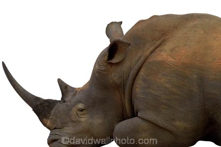 Africa;African;animal;Ceratotherium-simum;Ceratotherium-simum-simum;endangered;mammal;rhino;rhinoceros;South-Africa;southern-white-rhinoceros;threatened;wildlife;white;cutout;cut;out