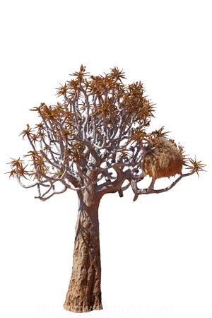 africa;african;aloe;Aloe-dichotoma;bark;big;large;bird;nest;colony;community;desert;Kokerboom;Quiver;sociable;weaver;Southern-Africa;Southern-Namibia;tree;cutout;cut;out