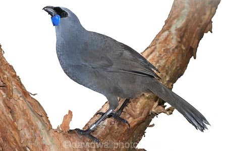 Animal;bird;blue-wattle;callaeas;Callaeas-cinerea;cinerea;kokako;new-zealand;North;Island;NZ;rare;endemic;Wildlife