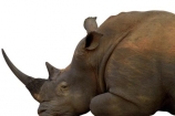Africa;African;animal;Ceratotherium-simum;Ceratotherium-simum-simum;endangered;mammal;rhino;rhinoceros;South-Africa;southern-white-rhinoceros;threatened;wildlife;white;cutout;cut;out