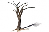 900-year-old-tree;Africa;dead;Deadvlei;desert;Namibia;Southern-Africa;tree-trunk;tree;trunk;cutout;cut;out;shadow