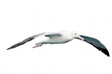 animal;aquatic;bird;Diomedea;Diomedea-gibsoni;Gibsons-Albatross;Albatross;marine;new-zealand;Wandering;wildlife;cutout;cut;out;flying;large;wingspan