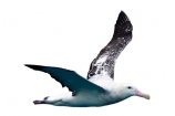 animal;-aquatic;-bird;-Diomedea;-Diomedea-gibsoni;-Gibsons-Albatross;-Albatross;-marine;-new-zealand;-Wandering;-wildlife;-cutout;-cut;-out;-flying;-large;-wingspan