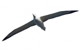 albatross;animal;bird;Diomedea-epomophora;flying;marine;New-Zealand;royal-albatross;NZ;Royal;soaring;wildlife;Wing;wingspan;cutout;cut;out