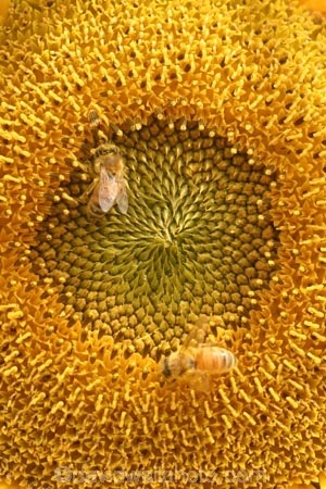 Agriculture;Beautiful;Beauty;Biology;Botany;Bright;Close-up;Close_up;Closeup;Close-ups;Close_ups;Closeups;Color;Colour;Country;Crop;Crops;Day;Daytime;Detail;Details;Farm;Farming;field;fields;Flower;Flowers;Golden;Grow;Growing;Growth;Harvest;Harvested;Harvesting;Natural;Nature;Outdoor;Outdoors;Outside;Petal;Petals;Plant;Plants;Seeds;seed;Summer;Sunflower;Sunflowers;Sunny;Symbol;Symbols;Texture;Textures;yellow;colours;colors;bee;bees;polinate;polination;pollinate;pollination;honeybee;honeybees;polin;pollin;polinator;pollinator;circle