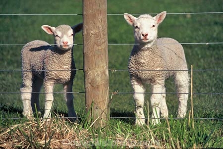 8;cute;fence;fence-post;fences;fluffy;grass;lamb;new;no.8;number-eight;sheep;Southern-Scenic-Route;spring;wire;wool;young