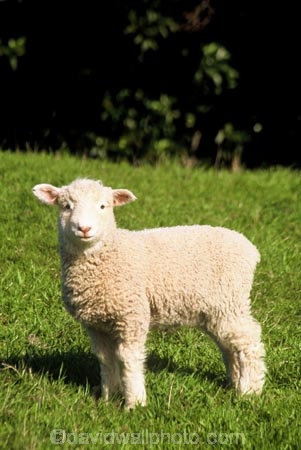 cute;fluffy;grass;lambs;new;sheep;spring;white;wool;young