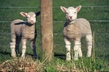 8;cute;fence;fence-post;fences;fluffy;grass;lamb;new;no.8;number-eight;sheep;Southern-Scenic-Route;spring;wire;wool;young
