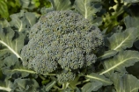 brassica;Brassica-oleracea;brassicas;Broccoli;broccolo;cabbage-family;Dunedin;flower-head;food;garden;gardens;green;greens;grow;growing;health-food;healthy-food;N.Z.;New-Zealand;NZ;Otago;plant;plants;S.I.;SI;South-Is;South-Island;Sth-Is;vege;veges;vegetable;vegetable-garden;vegetable-gardens;vegetables