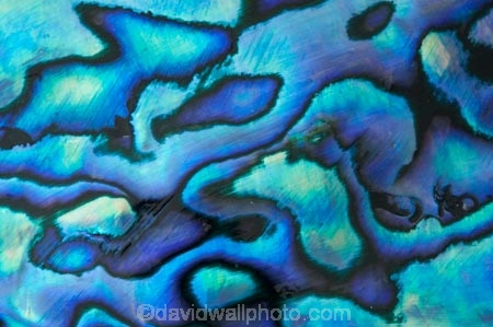 abalone;blue;color;colors;colour;colours;emblem;green;icon;icons;Kiwi-icon;Kiwi-icons;kiwiana;marine;mauve;N.Z.;native;nature;New-Zealand;NZ;patterns;paua;paua-shell;paua-shells;purple;shell;shellfish;shells;symbol;symbols