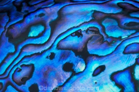 abalone;blue;color;colors;colour;colours;emblem;green;icon;icons;Kiwi-icon;Kiwi-icons;kiwiana;marine;mauve;N.Z.;native;nature;New-Zealand;NZ;patterns;paua;paua-shell;paua-shells;purple;shell;shellfish;shells;symbol;symbols