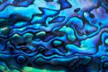 abalone;blue;color;colors;colour;colours;emblem;green;icon;icons;Kiwi-icon;Kiwi-icons;kiwiana;marine;mauve;N.Z.;native;nature;New-Zealand;NZ;patterns;paua;paua-shell;paua-shells;purple;shell;shellfish;shells;symbol;symbols