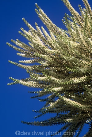 branch;branches;cultural-icon;evergreen;flora;flower;flowers;green;icon;leaves;native;native-new-zealand;nature;new-zealand;palm;palm-tree;spear_like;spears;spike;spikes;spikey;ti-kouka;tree;trunk;vertical