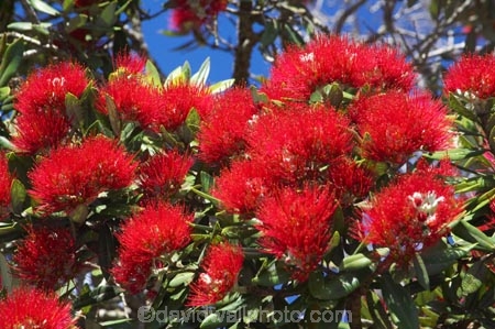 crimson;flower;flowers;icon;icons;leaf;leaves;Metrosideros-excelsa;native;nature;new-zealand;North-Auckland;north-is.;north-island;Pohutukawa;pohutukawas;red;summer;symbol;symbols;Wenderholme-Regional-Park