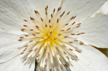 bloom;blooming;blooms;Clematis-paniculata;Dunedin;flower;flowers;fresh;grow;growth;N.Z.;Native-Clematis-Flower;New-Zealand;NZ;Otago;petal;petals;pistil;Ranunculaceae;renew;S.I.;season;seasonal;seasons;SI;South-Is.;South-Island;spring;springtime;stamen