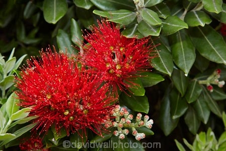 crimson;flower;flowers;green;Karikari-Peninsula;Matai-Bay;metrosideros-excelsa;N.I.;N.Z.;native;native-plant;native-plants;New-Zealand;NI;North-Is;North-Is.;North-Island;Northland;NZ;plant;plants;pohutakawa;pohutakawas;pohutukawa;pohutukawa-flower;pohutukawa-flowers;pohutukawa-tree;pohutukawa-trees;pohutukawas;red;summer;tree;trees
