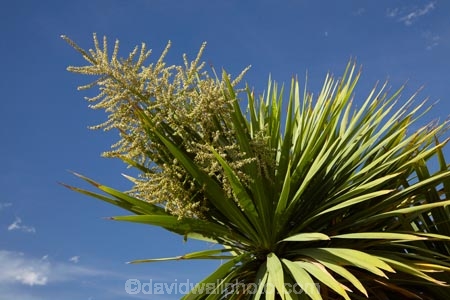 Cabbage-Tree;cabbage-trees;Central-Otago;Cordyline-australis;Far-North;Flower;N.Z.;native;New-Zealand;NZ;Otago;S.I.;SI;South-Is.;South-Island;trees