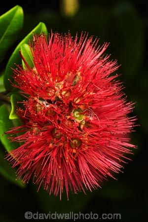 crimson;crimson-flower;crimson-flowers;Dunedin;flower;flowers;metrosideros-excelsa;N.Z.;native;native-plant;native-plants;New-Zealand;NZ;Otago;plant;plants;pohutakawa;pohutakawas;pohutukawa;pohutukawa-flower;pohutukawa-flowers;pohutukawa-tree;pohutukawa-trees;pohutukawas;red;red-flower;red-flowers;S.I.;SI;South-Is;South-Island;summer;tree;trees