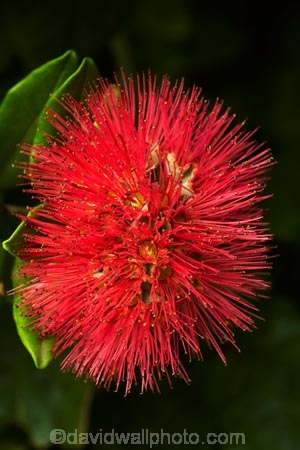 crimson;crimson-flower;crimson-flowers;Dunedin;flower;flowers;metrosideros-excelsa;N.Z.;native;native-plant;native-plants;New-Zealand;NZ;Otago;plant;plants;pohutakawa;pohutakawas;pohutukawa;pohutukawa-flower;pohutukawa-flowers;pohutukawa-tree;pohutukawa-trees;pohutukawas;red;red-flower;red-flowers;S.I.;SI;South-Is;South-Island;summer;tree;trees