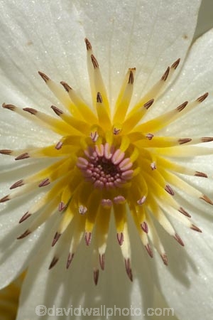 bloom;blooming;blooms;Clematis-paniculata;Dunedin;flower;flowers;fresh;grow;growth;N.Z.;Native-Clematis-Flower;New-Zealand;NZ;NZ-native-flower;NZ-native-flowers;NZ-native-plant;NZ-Native-plants;Otago;petal;petals;pistil;Ranunculaceae;renew;S.I.;season;seasonal;seasons;SI;South-Is;South-Is.;South-Island;spring;spring-time;spring_time;springtime;stamen;Sth-Is