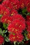 Bay-of-Is;Bay-of-Islands;close-up;close_up;closeup;crimson;flower;flowers;metrosideros-excelsa;N.I.;N.Z.;native;native-plant;native-plants;New-Zealand;NI;North-Is;North-Is.;North-Island;Northland;NZ;Paihia;plant;plants;pohutakawa;pohutakawas;pohutukawa;pohutukawa-flower;pohutukawa-flowers;pohutukawa-tree;pohutukawa-trees;pohutukawas;red;summer;tree;trees