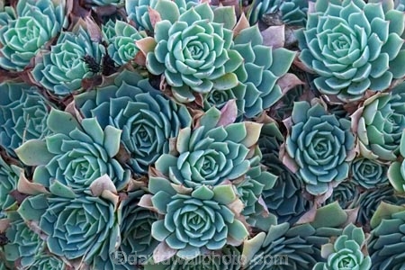 Echeveria;Echeveria-elegans;N.Z.;New-Zealand;NZ;pattern;patterns;plant;plants;S.I.;SI;South-Is.;South-Island;succulent;succulents