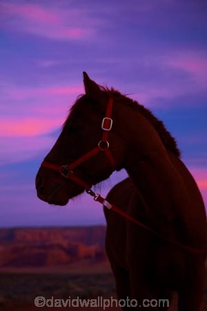 America;American-Southwest;Arizona;AZ;Colorado-Plateau;Colorado-Plateau-Province;dusk;equestrian;evening;horse;horses;Monument-Valley;Monument-Valley-Navajo-Tribal-Park;Navajo-Indian-Reservation;Navajo-Nation;Navajo-Nation-Reservation;Navajo-Reservation;night;night_time;nightfall;Oljato;Oljato-Monument-Valley;Oljato_Monument-Valley;South-west-United-States;South-west-US;South-west-USA;South-western-United-States;South-western-US;South-western-USA;Southwest-United-States;Southwest-US;Southwest-USA;Southwestern-United-States;Southwestern-US;Southwestern-USA;States;sunset;sunsets;the-Southwest;TsÃ©-Bii-Ndzisgaii;twilight;U.S.A;United-States;United-States-of-America;USA;UT;Utah;valley-of-the-rocks