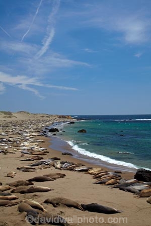 America;American;animal;animals;Big-Sur;CA;California;California-1;California-Central-Coast;California-State-Route-1;Central-Coast;coast;coastal;coastline;coastlines;coasts;crowd;crowded;crowds;elephant-seal;Elephant-seal-colony;elephant-seals;mammal;mammals;marine-mammal;marine-mammals;Mirounga-angustirostris;Northern-Elephant-Seal;ocean;oceans;Pacific;Pacific-Coast;Pacific-Coast-Highway;Pacific-Coast-Road;Pacific-Ocean;Piedras-Blancas;Piedras-Blancas-elephant-seal-rookery;Piedras-Blancas-rookery;Point-Piedras-Blancas;rookeries;rookery;San-Simeon;sea;seal;Seal-colony;Seal-rookery;seals;seas;shore;shoreline;shorelines;shores;States;The-Big-Sur;The-Central-Coast;U.S.A;United-States;United-States-of-America;USA;water;West-Coast;West-United-States;West-US;West-USA;Western-United-States;Western-US;Western-USA;wildlife